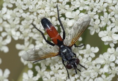 Cylindromyia brassicaria