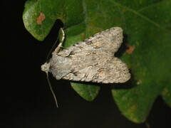 Lithophane ornitopus