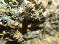 Gastropoda