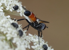 Cylindromyia brassicaria