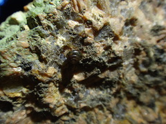 Gastropoda