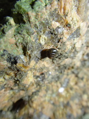 Gastropoda