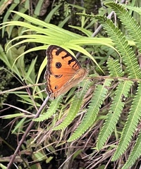 Junonia almana