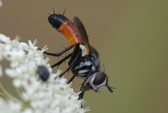 Cylindromyia brassicaria