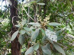 Saurauia ursina