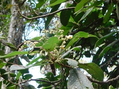 Saurauia ursina