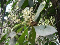 Saurauia ursina