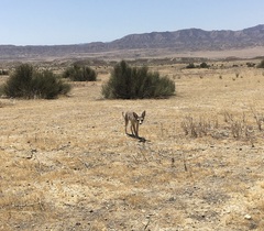 Vulpes macrotis mutica