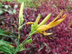 Hemerocallis