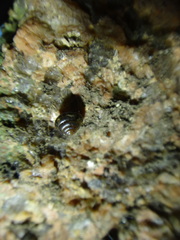 Gastropoda