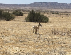 Vulpes macrotis mutica
