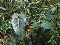 Anthurium cupreum