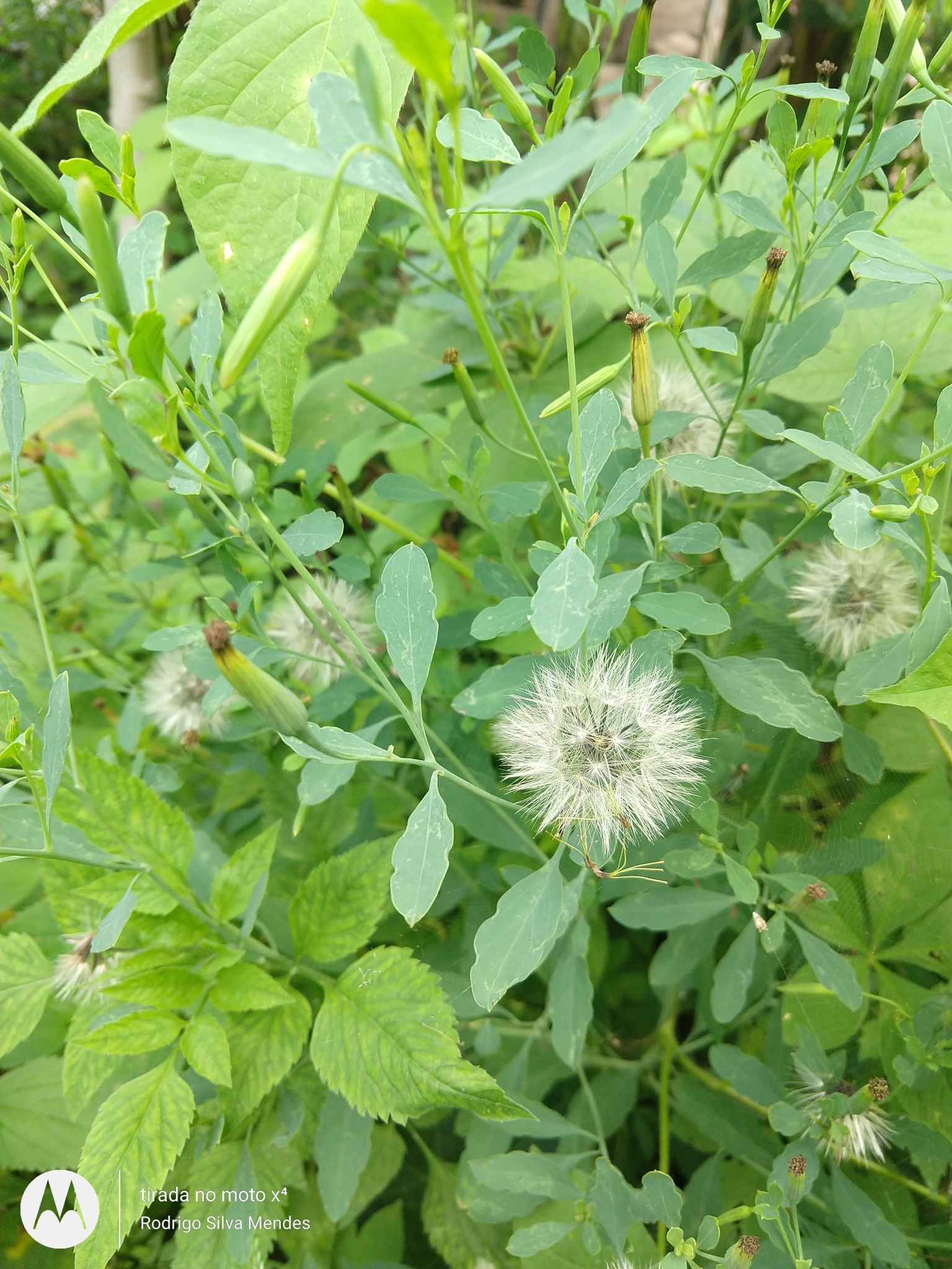 Porophyllum ruderale
