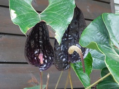 Anthurium caramantae