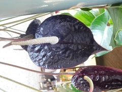 Anthurium caramantae