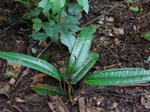 Anthurium caucanum, photograph 1