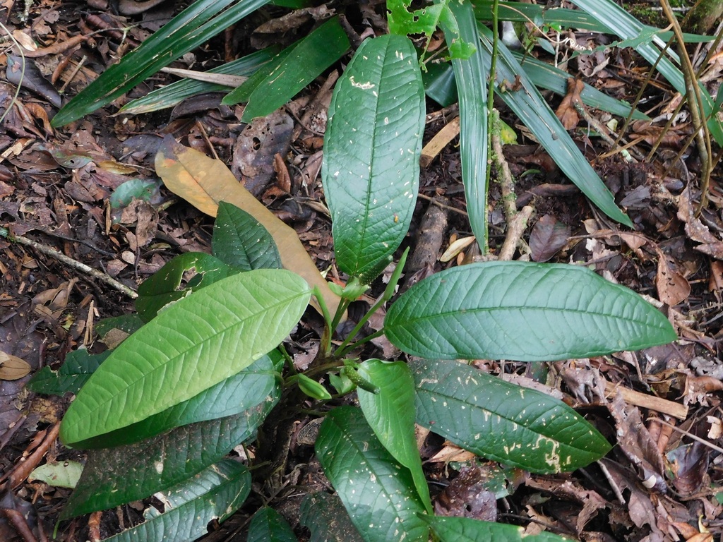Anthurium caucanum; photograph (c) Neptalí Ramírez Marcial, some rights reserved (CC BY)