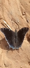Charaxes achaemenes