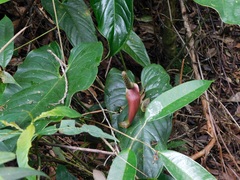 Anthurium cupreum