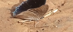 Charaxes achaemenes