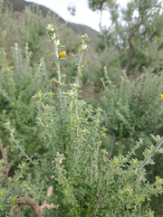 Genista canariensis image