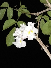 Tabebuia roseoalba