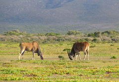 Tragelaphus oryx oryx