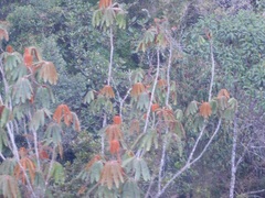 Sciodaphyllum trianae