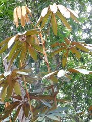 Sciodaphyllum trianae