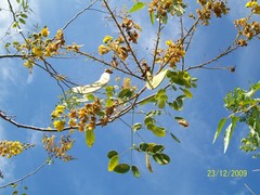 Erythrostemon acapulcensis