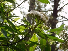Ageratina popayanensis