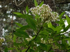 Ageratina popayanensis