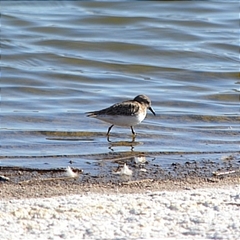 Calidris minutilla