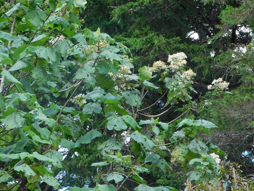 Montanoa quadrangularis, photograph 2