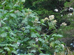 Montanoa quadrangularis