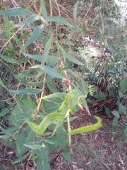 Blepharocalyx salicifolius