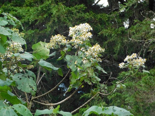 Montanoa quadrangularis, photograph 1