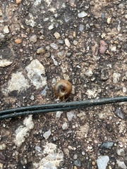 Planorbella campanulata