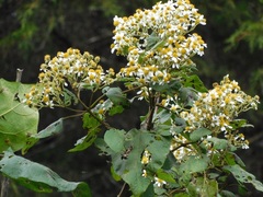 Montanoa quadrangularis