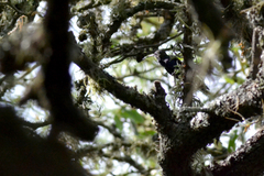 Heliomaster furcifer