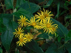 Munnozia senecionidis