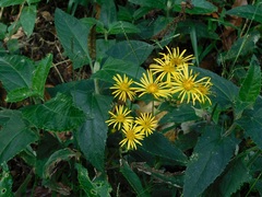 Munnozia senecionidis