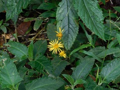 Munnozia senecionidis