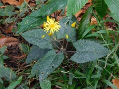 Munnozia senecionidis