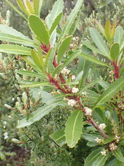 Cenarrhenes nitida