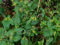 Sigesbeckia jorullensis