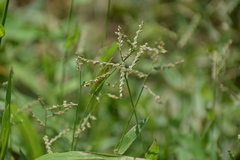 Urochloa reptans
