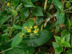 Sigesbeckia jorullensis