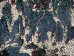 Cladophora rupestris