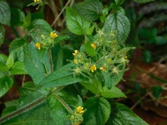 Sigesbeckia jorullensis